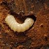 Learn how you can get rid of bark beetles using the tips and products in our diy bark beetle treatment guide. Https Encrypted Tbn0 Gstatic Com Images Q Tbn And9gcrp9egicy1caixby5tncotk6gucyziaeiwho0jshzmbt6phv4hu Usqp Cau