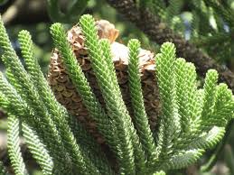 Image result for Araucariaceae