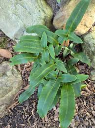 Image result for Pyrrosia