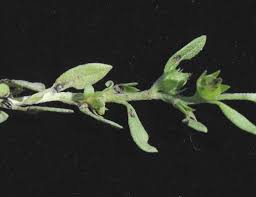 Image result for Euploca katangensis