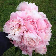 Pink Peonies Fresh From The Field Pink Peonies Peonies Flowers