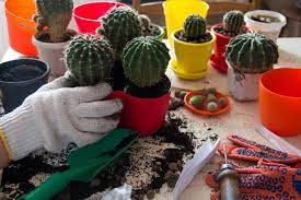 Only a select few cactus will survive this climate in san antonio, because of our winter rains. 3 Steps To Growing Cactus Plants Outdoors In Utah Millcreek Gardens