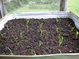 Pin By Simeon Mladenov On First Time Growing Carrots Plants Growing Carrots Carrots
