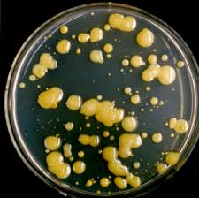 Image result for Xanthomonas campestris,