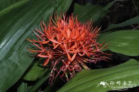 Image result for Scadoxus cinnabarinus