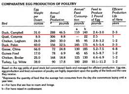 Southern Green Living Duck Vs Chicken For Egg Laying