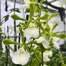 Image result for Buchnera randii