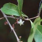 Image result for Eugenia capensis