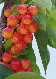 A cherry is the fruit of many plants of the genus prunus, and is a fleshy drupe (stone fruit). Hardy Cherry Tree Varieties Are There Cherry Trees That Grow In Zone 4