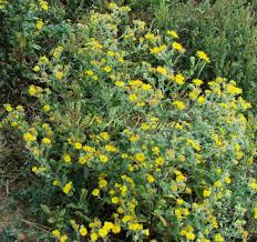 Image result for Pentanema indicum