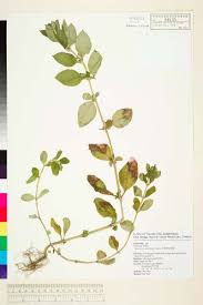 Image result for Spermacoce mauritiana