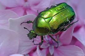 Cetoine Doree Cetoine Nature Coleoptere