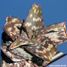 Image result for Aloe komatiensis