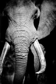 Beautiful Black And White Elephant Pictures Elephant Fine Art Monochrome Animal Photography Black And White Wildlife Home Decor Wall Art Contemporary Photography Animal Photography Elephant Animals Beautiful
