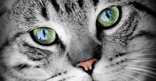 Grauer Und Gruner Star Bei Hunden Und Katzen Wie Behandeln Fedor Tiernahrung