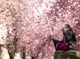 The rosso family have been growing cherries for more than a century. Photos Of Cherry Blossoms In Bloom Around The World In 2021