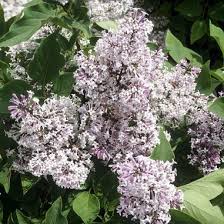 It is originated in korea the miss lim plant is a deciduous shrub and belongs to the olive family of plants. Syringa Patula Miss Kim Miss Kim Lilac From Midwest Groundcovers
