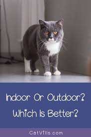 Here is simpsons premium weighing up the pros and cons. Indoor Cats Or Outdoor Cats Which Is The Best Option Cat Breeds Indoor Cat Grey Cat Breeds
