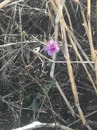 Image result for Ipomoea papilio