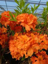 Um ihnen diesen zu ermöglichen, sollte man ihnen rhododendronerde in ihren blumentopf geben. Laubabwerfende Azaleen Haussermann Stauden Und Geholze