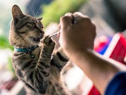 Allergy shots, sometimes called immunotherapy, gradually desensitize the immune system to particular allergens. Cat Allergies Symptoms Causes Diagnosis And Treatment