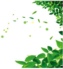 In this gallery green leaves we have 66 free png images with transparent background. Green Leaves Png Picture Frame Leaves Png Transparent Cartoon Jing Fm