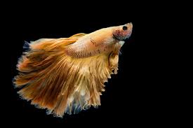 Betta fish food and feeding guide. Betta Fish Colors Patterns Varieties You May Be Able To Own