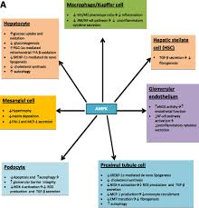 Patients with a gfr of >60 ml/minute/1.73 m 2 without evidence of chronic kidney damage should not be considered to have ckd and do not necessarily need further investigation. Fatty Liver And Chronic Kidney Disease Novel Mechanistic Insights And Therapeutic Opportunities Diabetes Care