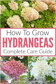 How To Grow Hydrangeas Complete Care Guide Growing Hydrangeas Hydrangea Plant Care Planting Hydrangeas