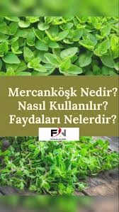 Mercan Kosk Otu Nedir Faydalari Ve Zararlari Faydalari Nelerdir 2020 Sifali Otlar Otlar Bitki