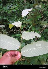 Image result for Parinari excelsa