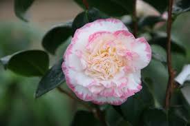 Camellia Margaret Davis Camellia Plants Japonica