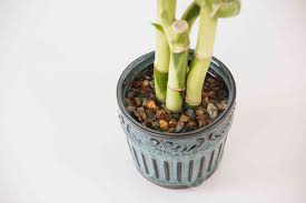 However, particular varieties like kimmei (a type of yellow bamboo with lush stripes) and shirosima. Lucky Bamboo Indoor Plant Care Growing Guide