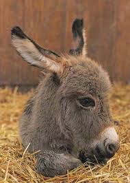 Pin De Helen En Animales Exoticos O En Peligro De Extincion En 2020 Imagenes De Animales Tiernos Mascotas Bonitas Mascotas