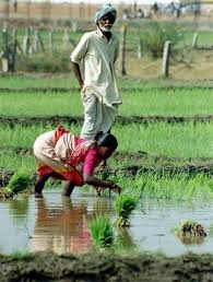 Trans Planting Rice From Nursery To Main Fields India Paddy Is Cultivated In India During The Monsoon Season India Photography India Culture Indian Village