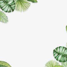 Material De Decoracion De Fondo De Hoja Hojas Verdes Hojas De Banana Verde Png Y Psd Para Descargar Gratis Pngtree Leaf Background Palm Background Leaf Border