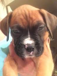 Boxer mom pups az breeds boxer puppies in tucson, arizona. Akc Boxer Puppies For Sale In Denver Colorado Classified Americanlisted Com