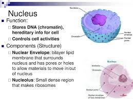 Maybe you would like to learn more about one of these? Cell Structure And Function Ppt Download