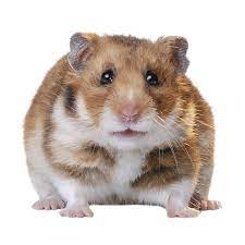 White syrian hamster for sale. Female Fancy Bear Hamster For Sale Live Small Pets Petsmart