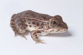 Image result for Tristachya lualabaensis