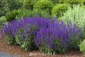 May Night Sage Landscaping Plants Front Yard Landscaping Psychoactive Plants