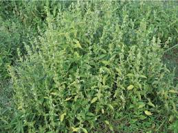 Image result for Hypoestes forskaolii