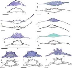 Image result for Afroligusticum claessensii