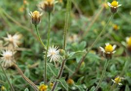 Image result for Persicaria hystricula