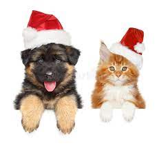 Breeders that guarantee their puppies will exhibit specific characteristics, look a certain way or grow to an exact size are providing false information. German Maine Shepherd Photos Free Royalty Free Stock Photos From Dreamstime