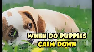 Puppyhood should be embraced by owners and puppies alike. When Do Puppies Calm Down 2021 At What Age Puppy Start Calming