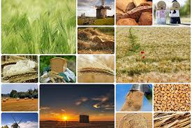 Otherwise, you won't be able to crop it. How To Make A Photo Collage In A Google Slide