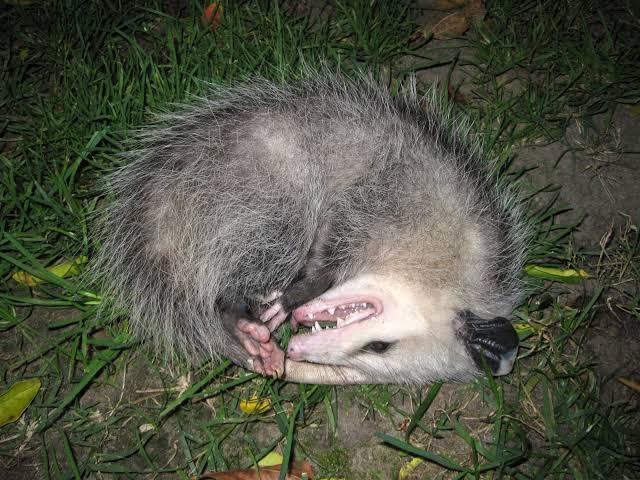 Virginia opossum playing dead, AI generated
