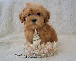 Hours may change under current circumstances Seashore Labradoodles Southern California Australian Labradoodles