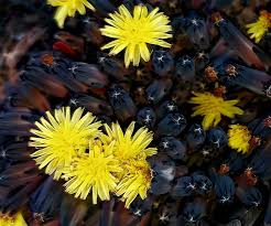 Image result for Launaea rarifolia